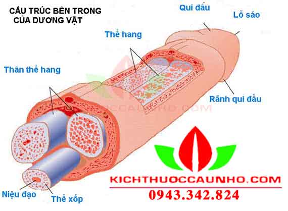 cach-lam-to-kich-thuoc-cau-nho-hieu-qua-1